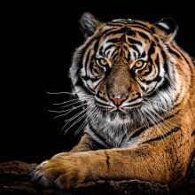 Tiger King Will